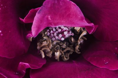 Close-up of pink rose flower