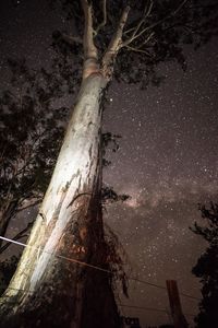 Low angle view of tree against sky at night