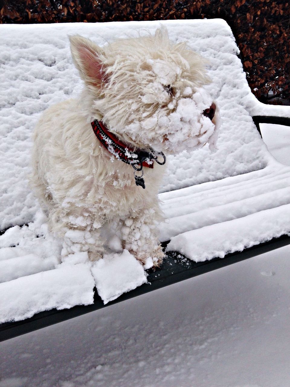 snow, cold temperature, high angle view, winter, animal themes, one animal, season, white color, frozen, dog, day, animals in the wild, wildlife, outdoors, nature, full length, weather, street, water, covering