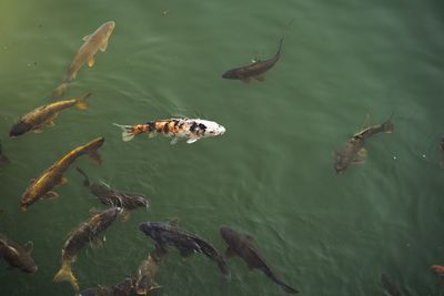 High angle view of fishes swimming in sea