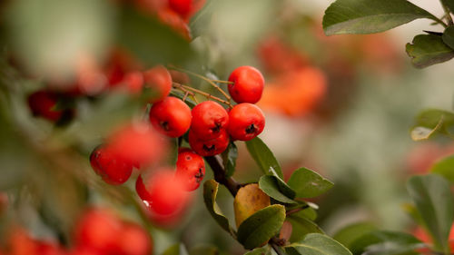 Gaultheria procumbens berries close up