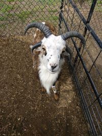 High angle portrait of goat in cage