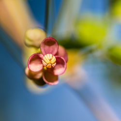 Close-up of frangipani blooming outdoors