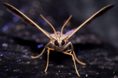 Close-up of insect