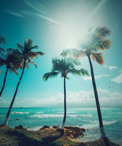 Palm trees on beach against sky