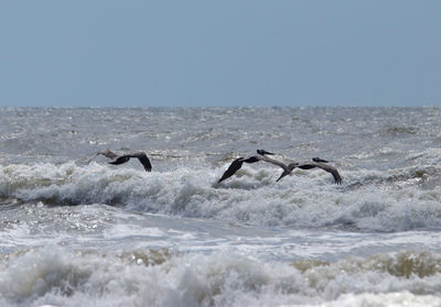 View of birds in sea against clear sky