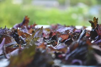 Close-up of maple leaves