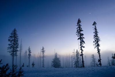 Trees on snow covered landscape against clear blue sky