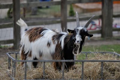 A goat in a bail of hay
