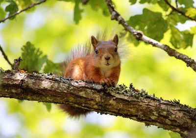 Squirrel on tree branch