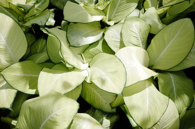 Full frame shot of vegetables