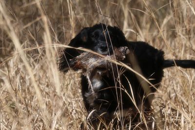 Close-up of dog on field