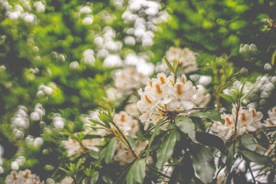 Close-up of white flowering plant