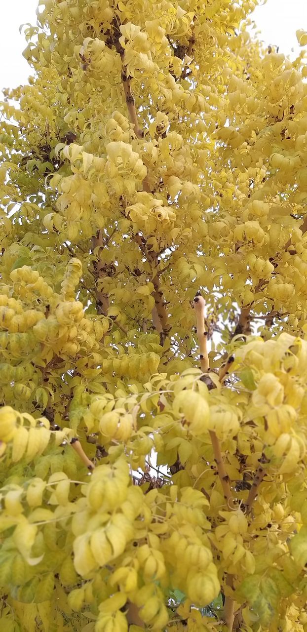 CLOSE-UP OF YELLOW FLOWERING PLANT WITH FLOWERS