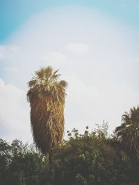 Low angle view of trees on field against sky