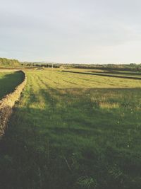 Scenic view of grassy field against sky