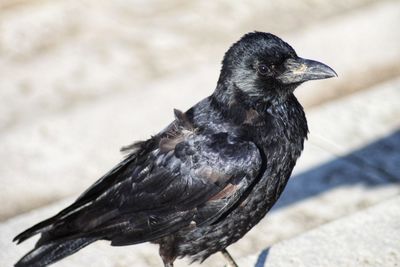 Close-up of bird perching