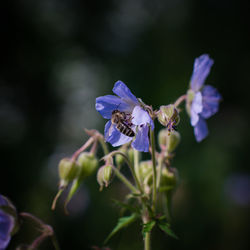 Close-up of insect on purple flower