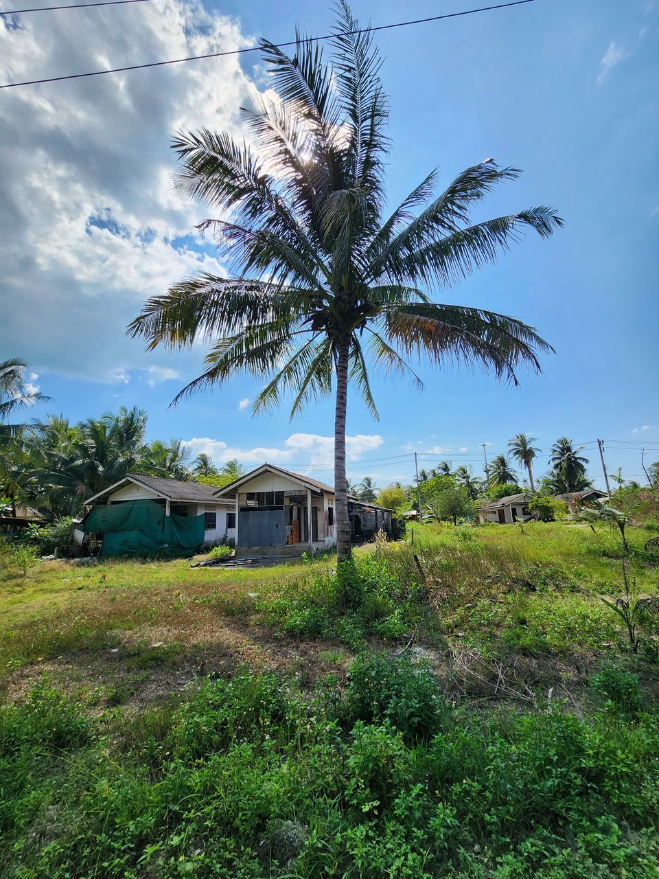 tree, plant, nature, tropical climate, sky, palm tree, water, no people, beauty in nature, day, land, cloud, growth, outdoors, reflection, green, architecture, scenics - nature, environment, flower, travel destinations, travel, blue, tranquility, built structure, coconut palm tree