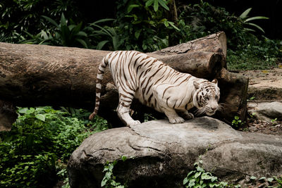 Tiger in a zoo