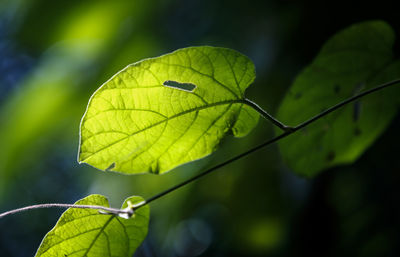 Close-up of green leaves