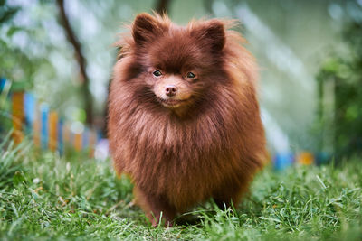 Pomeranian spitz dog in garden. cute brown pomeranian puppy on walk. spitz pom dog, green grass