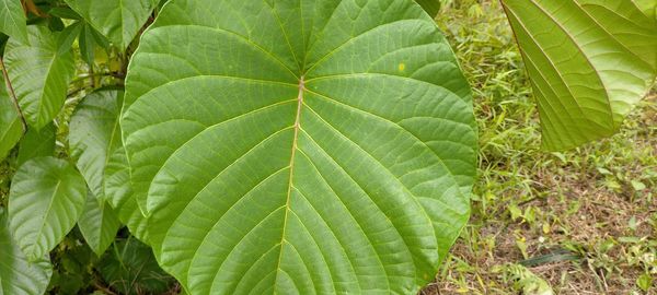 Close-up of green leaves