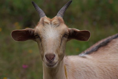 Close-up portrait of horse