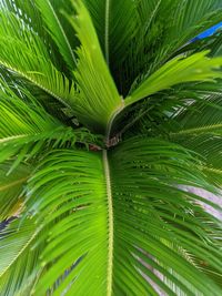 Close-up of palm tree leaves