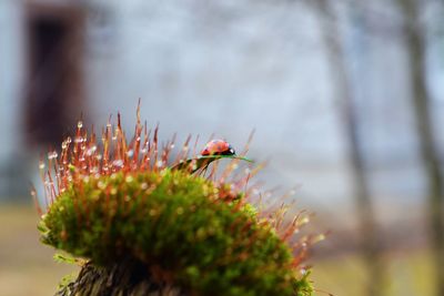 Ladybug in nature 