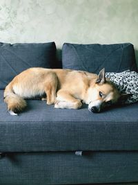 Close-up of dog sleeping on sofa at home