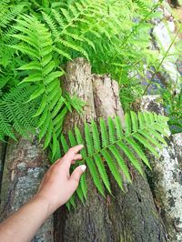 Cropped image of hand holding leaves on tree trunk