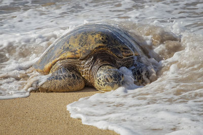 View of turtle on beach