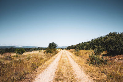 Dirt road in the middle of the field with pine trees against blue sky