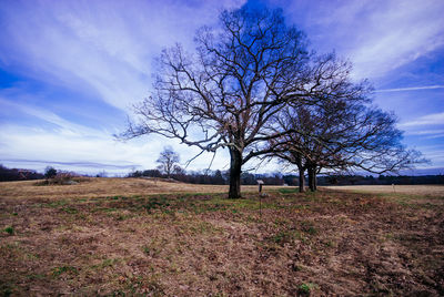 Tree on landscape against sky