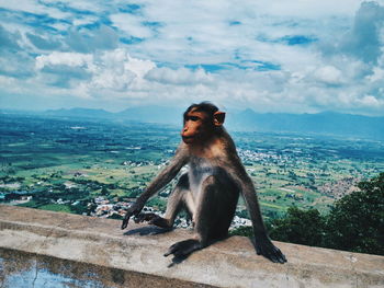 Monkey sitting on tree against sky