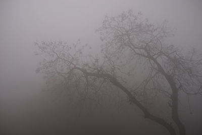 Silhouette bare tree against sky