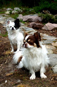 Portrait of two dogs on land