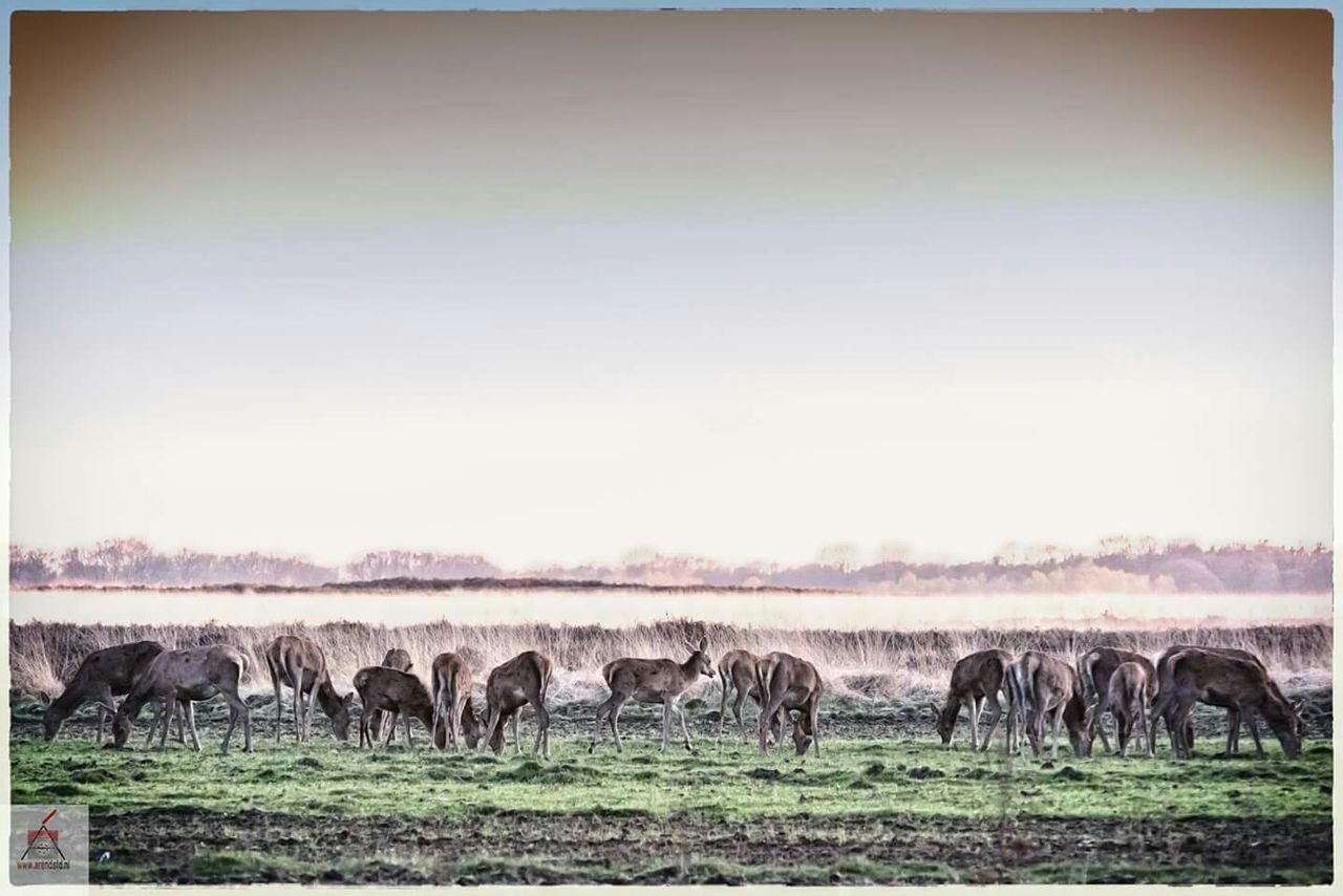 animal themes, livestock, field, grazing, mammal, grass, domestic animals, landscape, clear sky, herbivorous, wildlife, horse, nature, herd, animals in the wild, medium group of animals, copy space, auto post production filter, transfer print