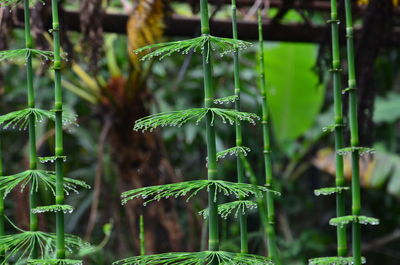 Close-up of bamboo plants