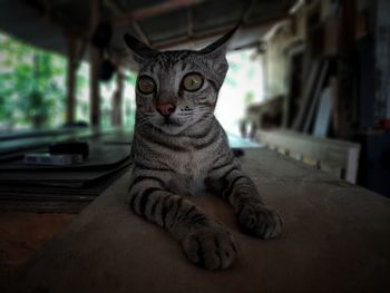 Close-up portrait of a cat