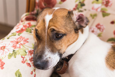 Close-up portrait of dog at home