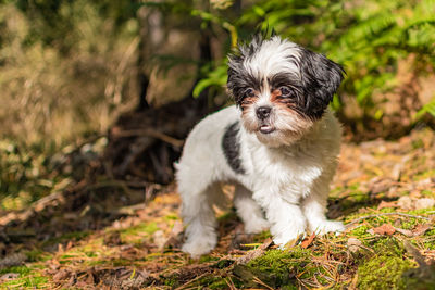 Portrait of a shih tzu puppy in the forest. green/brown background. looks to the side. underbite.