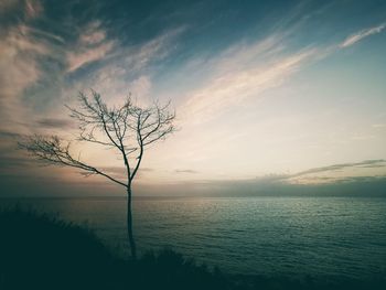 Bare tree by sea against sky