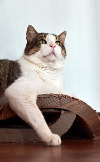 Portrait of a cat