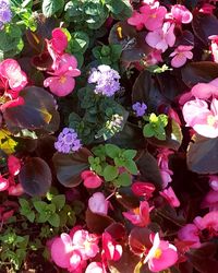 High angle view of pink flowering plants