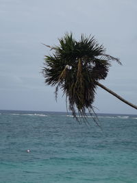 Palm tree by sea against blue sky