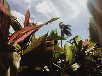 Low angle view of plant against sky