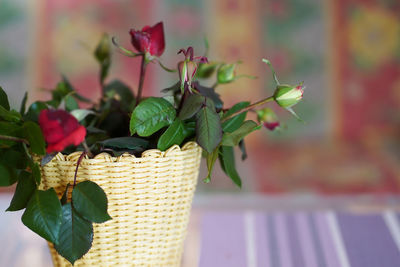 Close-up of potted plant on table