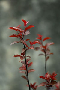 Close-up of red maple leaves against blurred background